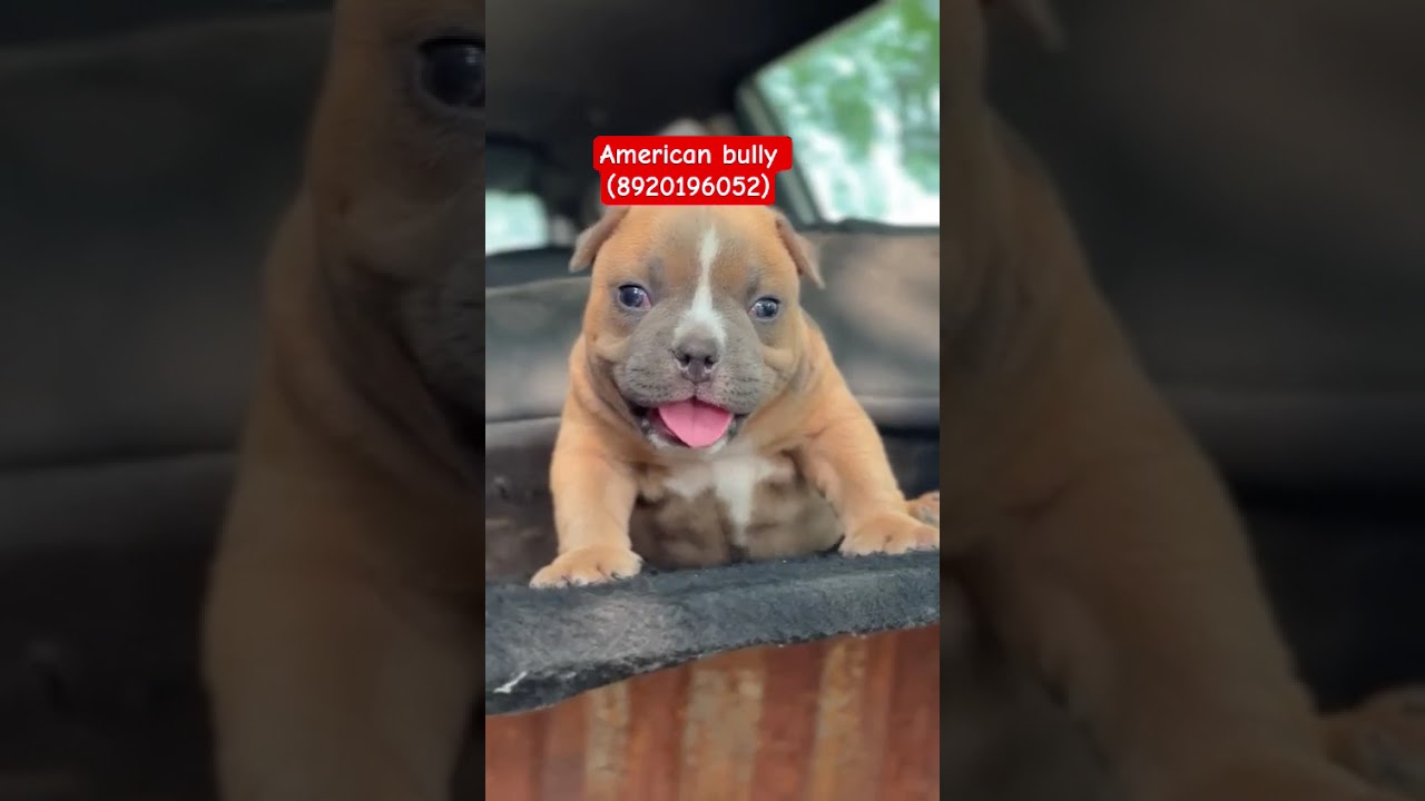 # Bk pet Zone # American bully for sale (8920196052)