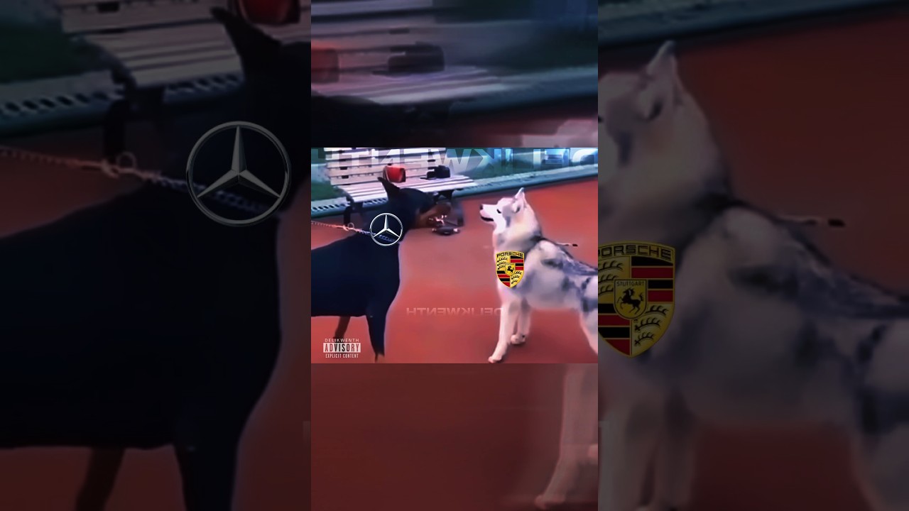 💀 BMW 🤝🏽 Pitbull 💯 #bmw #pitbull #doberman #husky #chihuahua #sigma #dogs #repost
