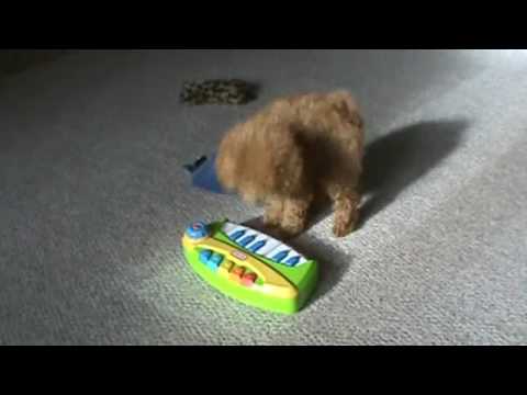 민홀리 | BTS 슈가 개 | Min Holly Dog Playing Piano | 민 홀리 강아지 피아노 연주 #2