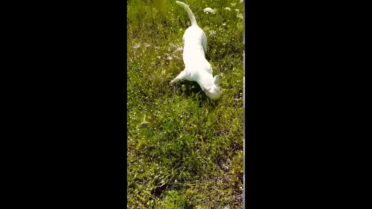 ❤ Bull & Roll 🇮🇹 Nala English Bull Terrier 🇬🇧