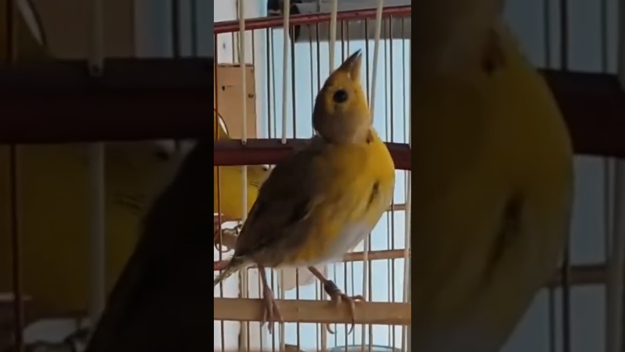 🌕🔥 CANARIO DA TERRA  CANTANDO NA MUDA TESTANDO COM OUTRO !