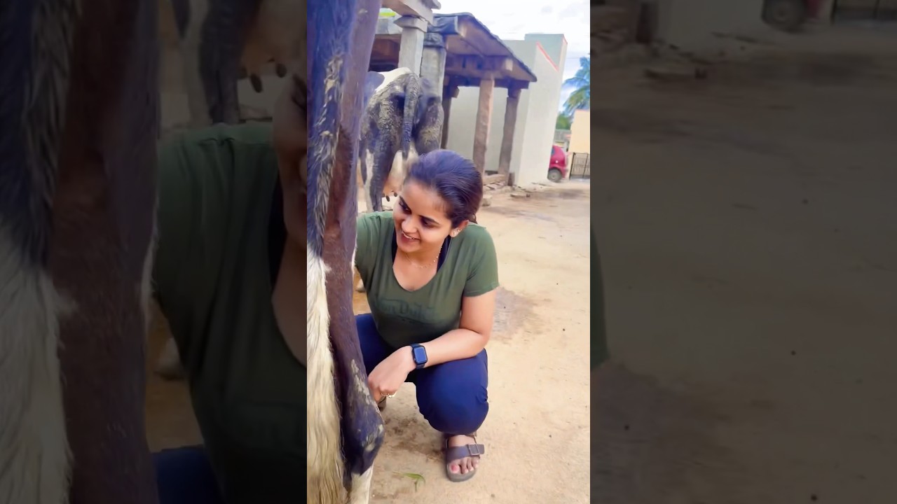 🎥 Chaitra Reddy milks a cow 😮 #starbuzzsouth #chaitrareddy #actresschaitrareddy #southcinema #new