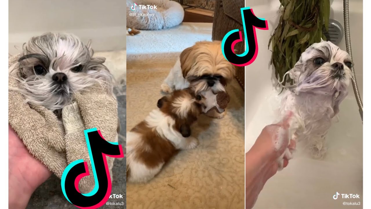 😍 Cutest Shih Tzu 😂 Funny and Cute Shih Tzu Puppies and Dogs Videos