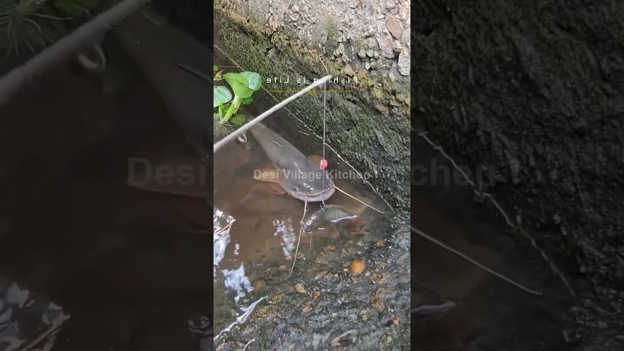 🎣 Dream Village | Desi Village Fishing | River & Pond Catches | Traditional Fishing 🌿