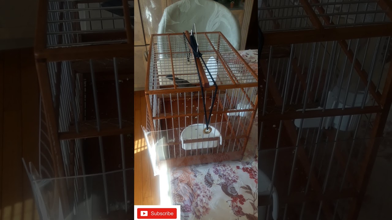 🔥🔥🔥 FEMALE TOWA TOWA BIRD IN ACTION SPECIAL EDITION 2021 🔥 🌎