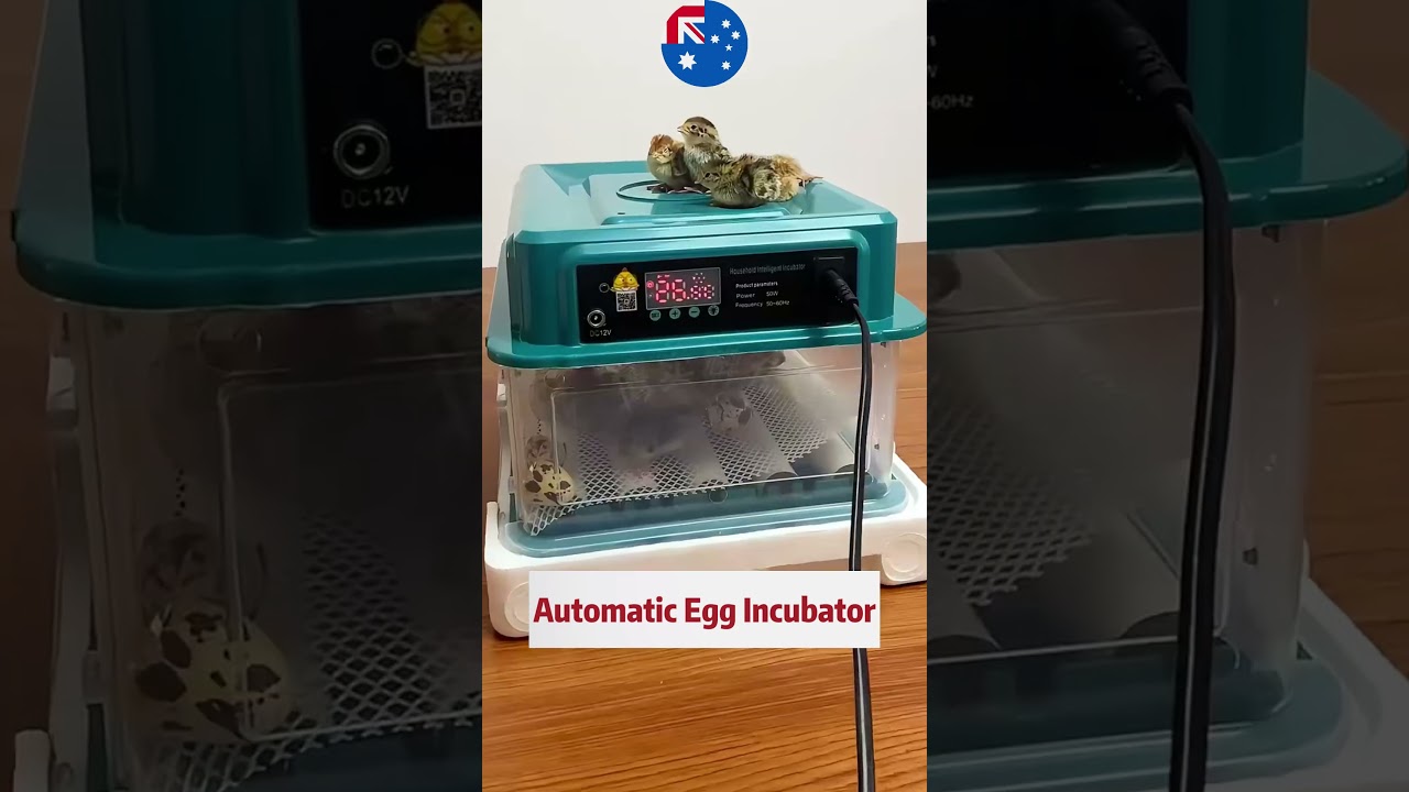 🐣 Fully Automatic Egg Incubator – Making Hatching Easier! #aussiepets #petessentials#cute