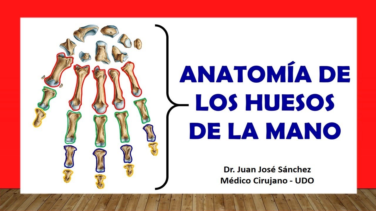 🥇 HAND BONES - (Carpus, Metacarpus and Phalanges). Easy and simple