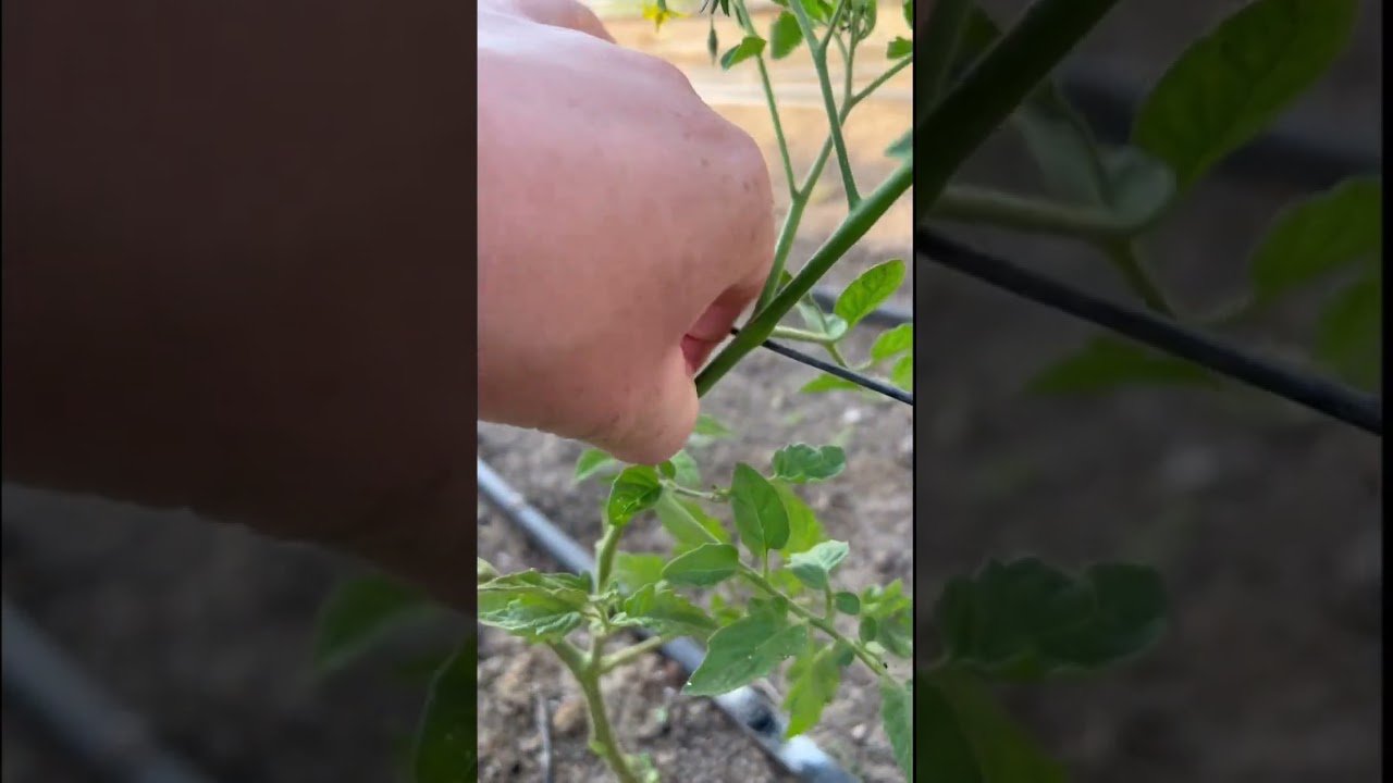 🍅 How to Easily Prune Tomato Plants — Step by Step!