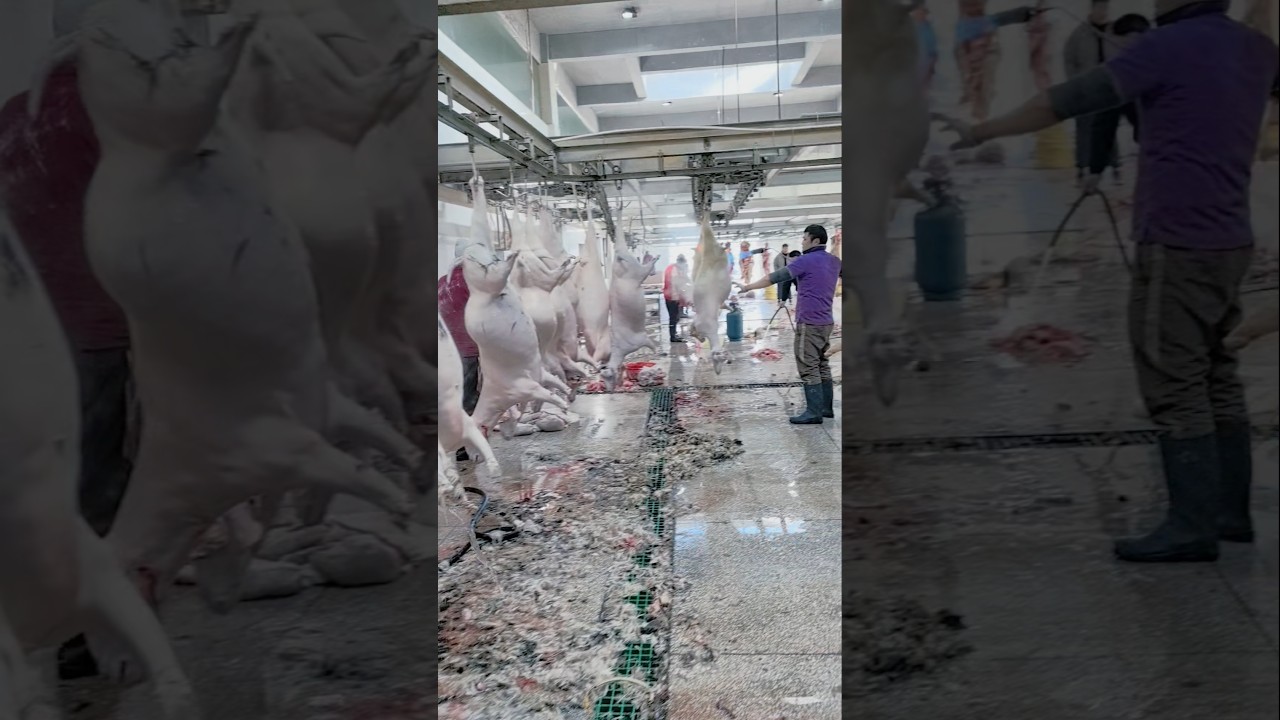 🐐 Inside a Goat Slaughterhouse: The Full Process Step by Step 👀