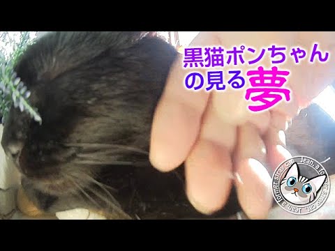 クール・ビューティー！黒猫ポンちゃんのみている夢 【Jean & Pont 1979】2019/12/27 #ジャン #ポン