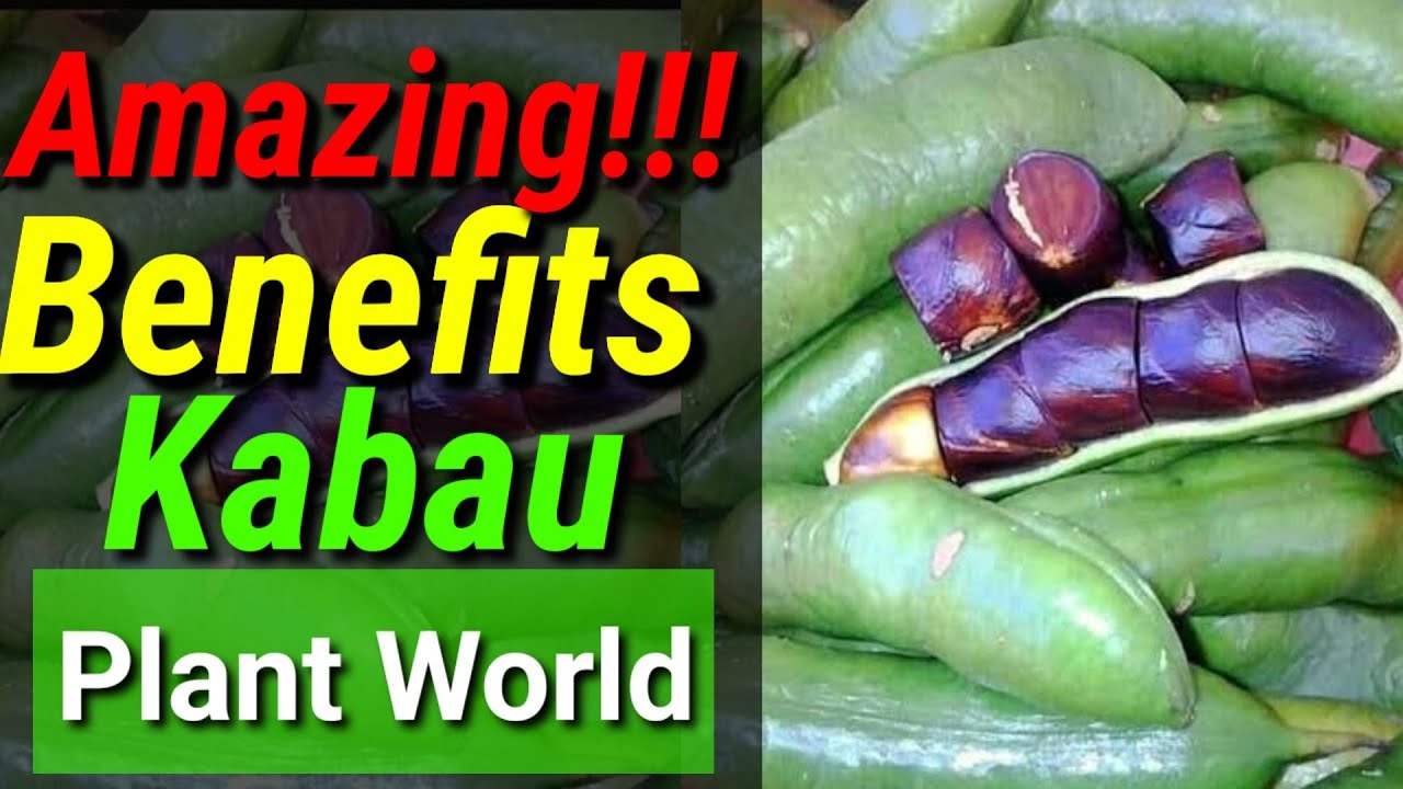 🔴 Kabau fruit • Amazing Benefits Kabau Fruit || Plant World