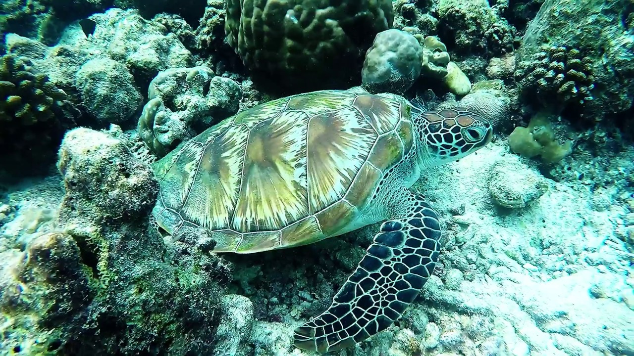🌴 Malediven Kuramathi 🌴 Juni 2017 🐠 GoPro 🐢 Maldives ☀️