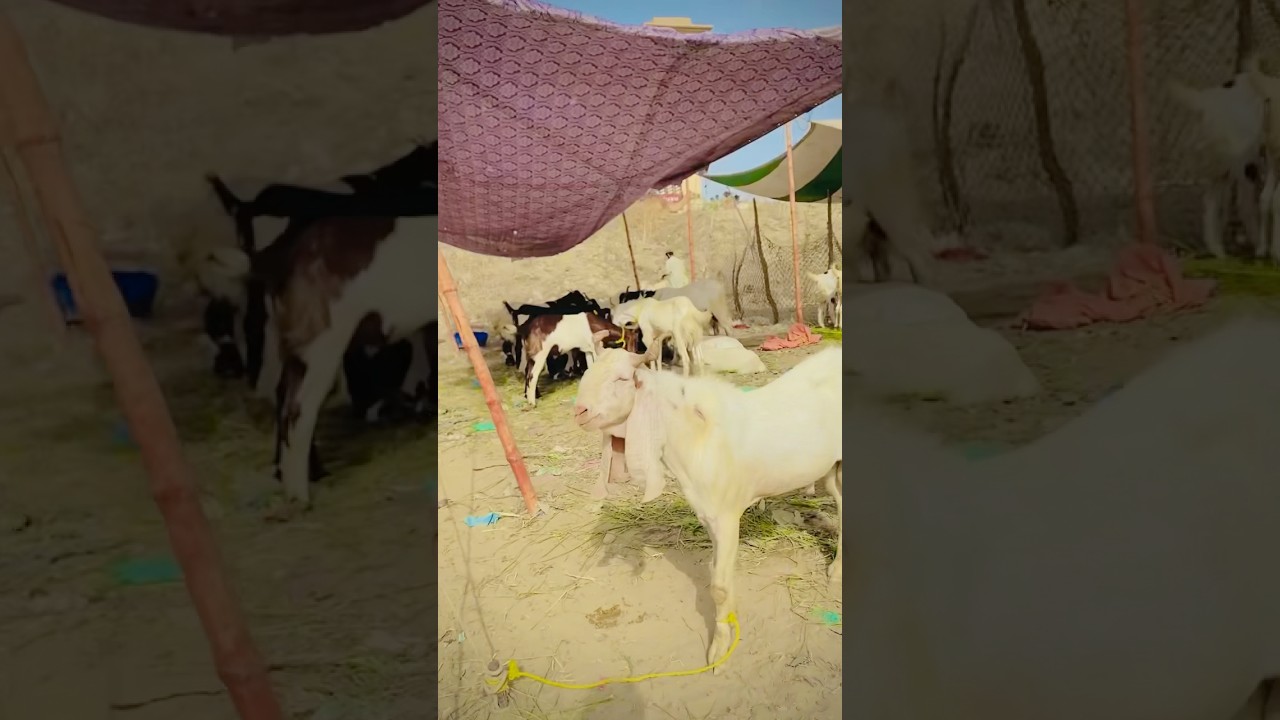 ￼ Mandi mani vlog 🐪🐐🐂