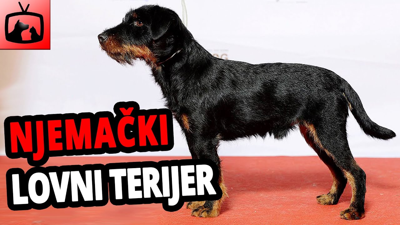 🐕 Njemački Lovni Terijer Pas – Sve O Njemačkim Lovnim Terijerima!