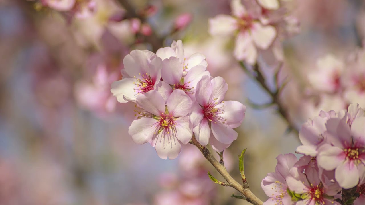 💚🎵 Oliver Shanti - QUEEN OF THE BLOSSOMS
