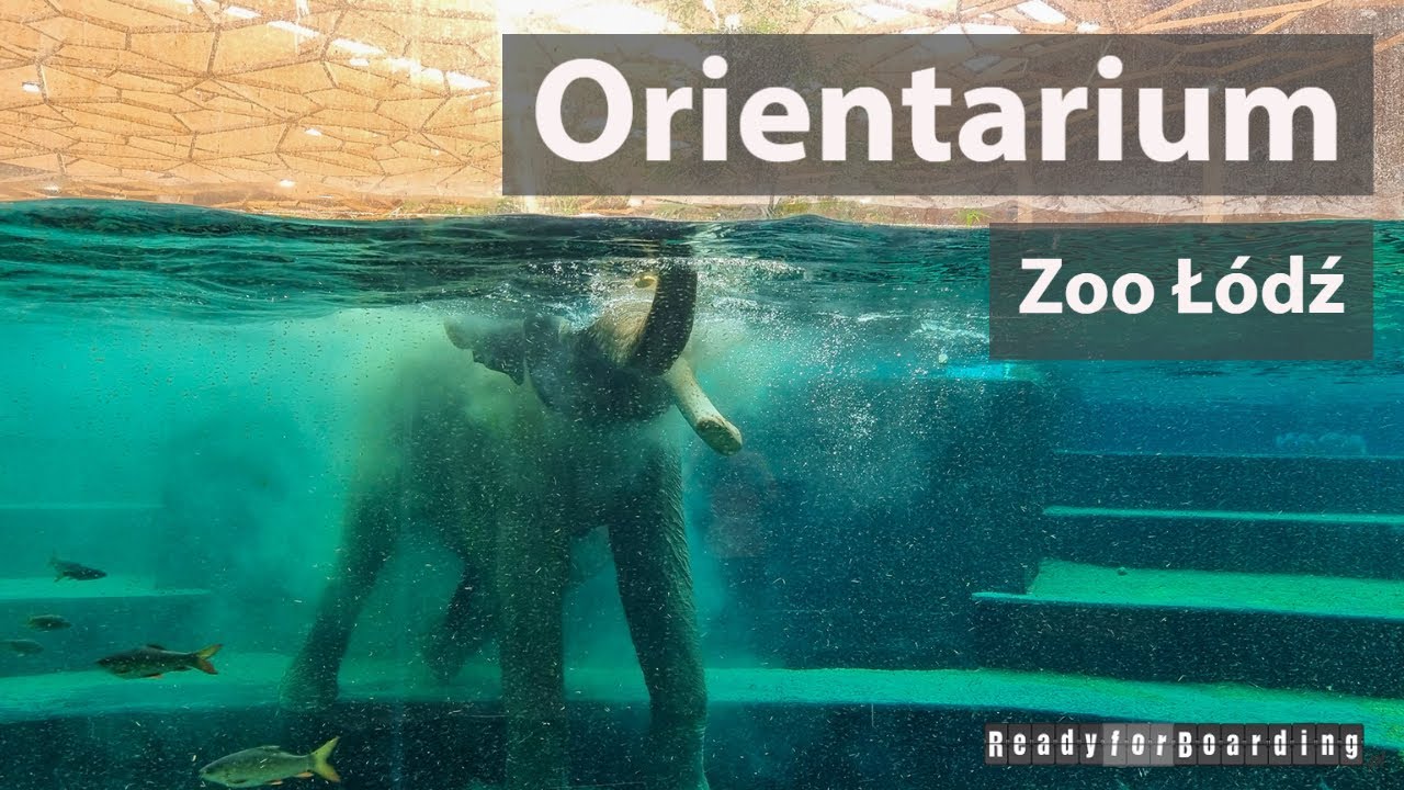 🐘🐒🐟 Orientarium Zoo Łódź - byliśmy i sprawdziliśmy dla Was nowości w łódzkim zoo 🐟🐒🐘