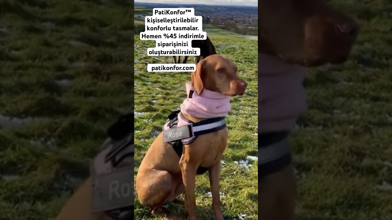 🐶 PatiKonfor™ kişiselleştirilebilir konforlu ve güvenli tasmalar #köpek #evcilhayvan #tasma