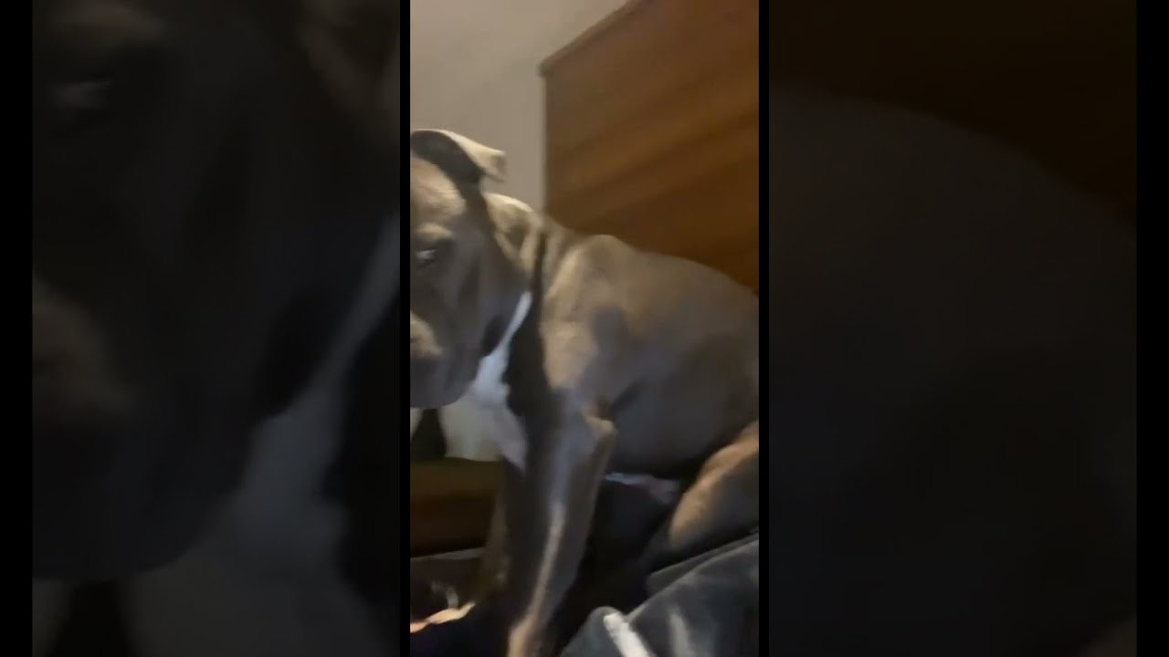 😍 Puppies Cute Pets #shorts #tiktok
