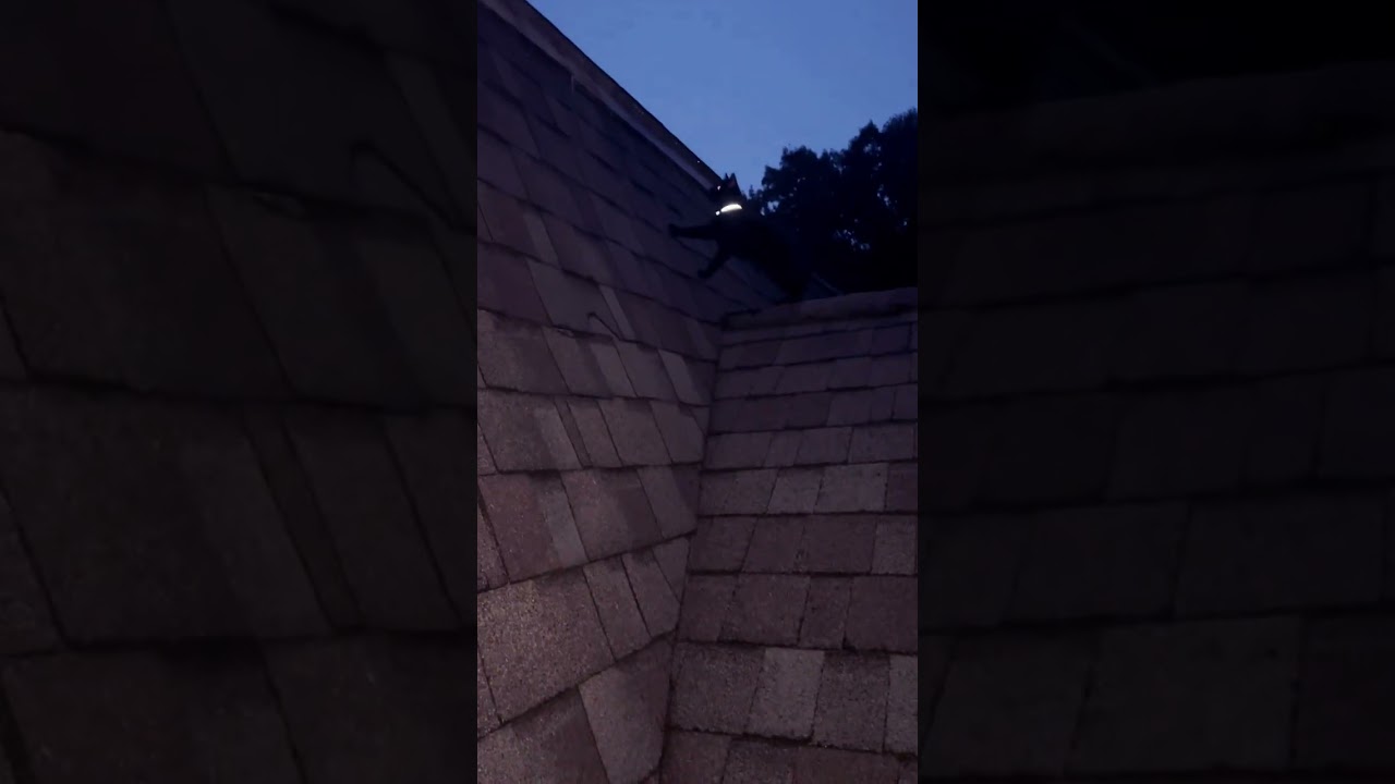 ￼ really on the roof Come down right now Ophelia and Iris￼￼