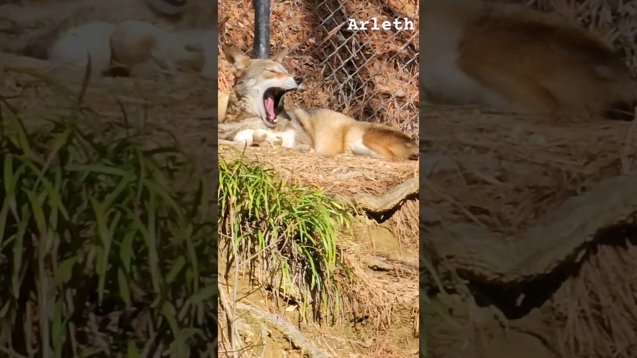 🐺 Red Wolf Yawning, Lobo rojo bostezando. #shorts #redwolf #wolf #Lobo #wildlife #animalplanet