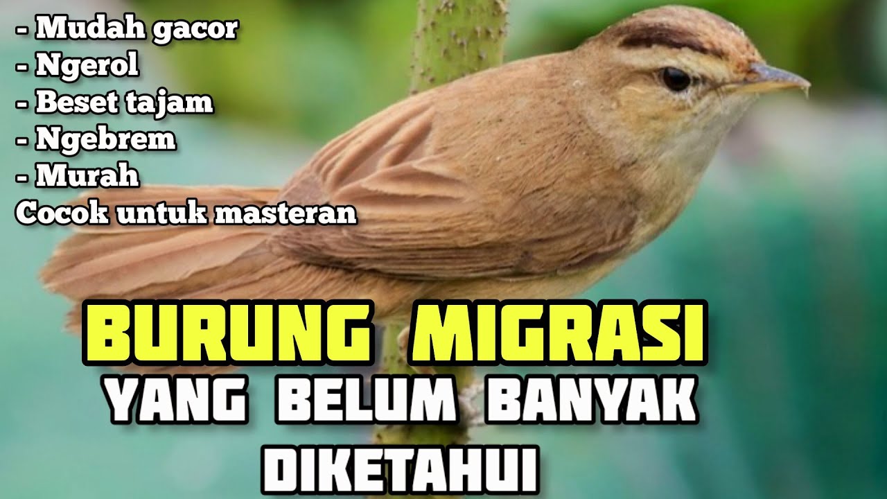 🔴 REVIEW BURUNG KERAK BASI ALIS HITAM - HARGA MURAH ISIAN MEWAH ⁉️