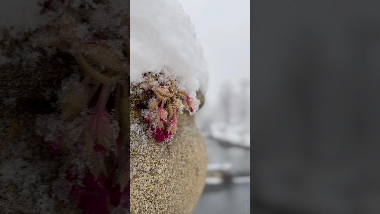❄️🌹🌊 #snow  #qar #qebele