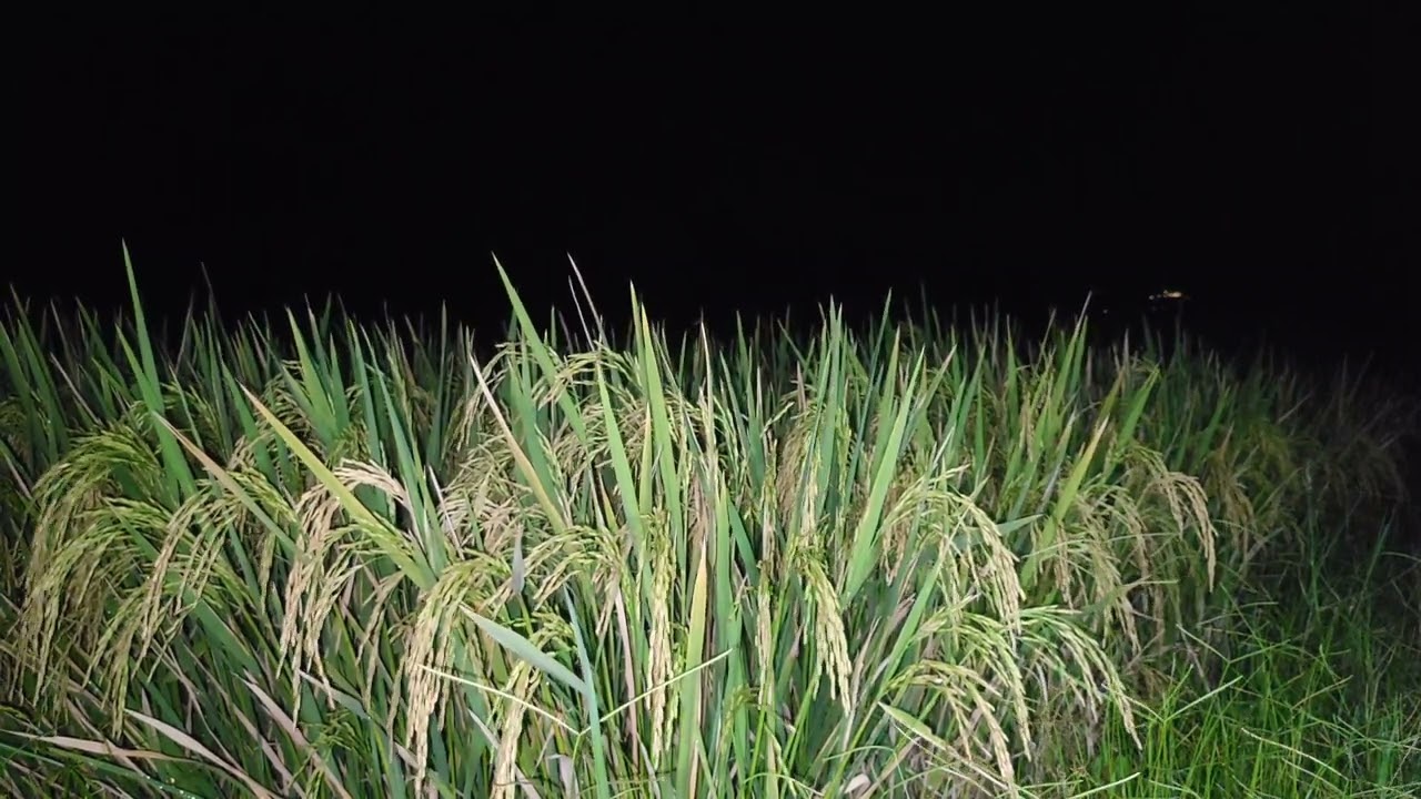 🥶 Suasana Malam Di Sawah Suara Katak Jangkrik - Relaksasi Tanpa Musik