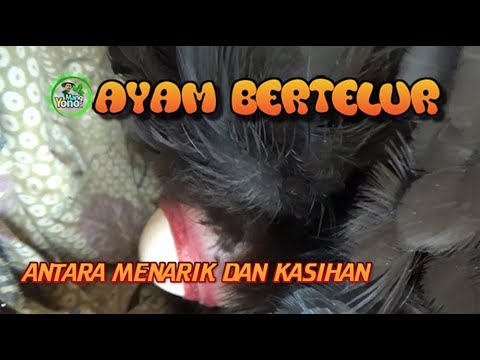 🔴 TERNYATA BEGINI PROSES AYAM BERTELUR - MENARIK UNTUK DI TONTON