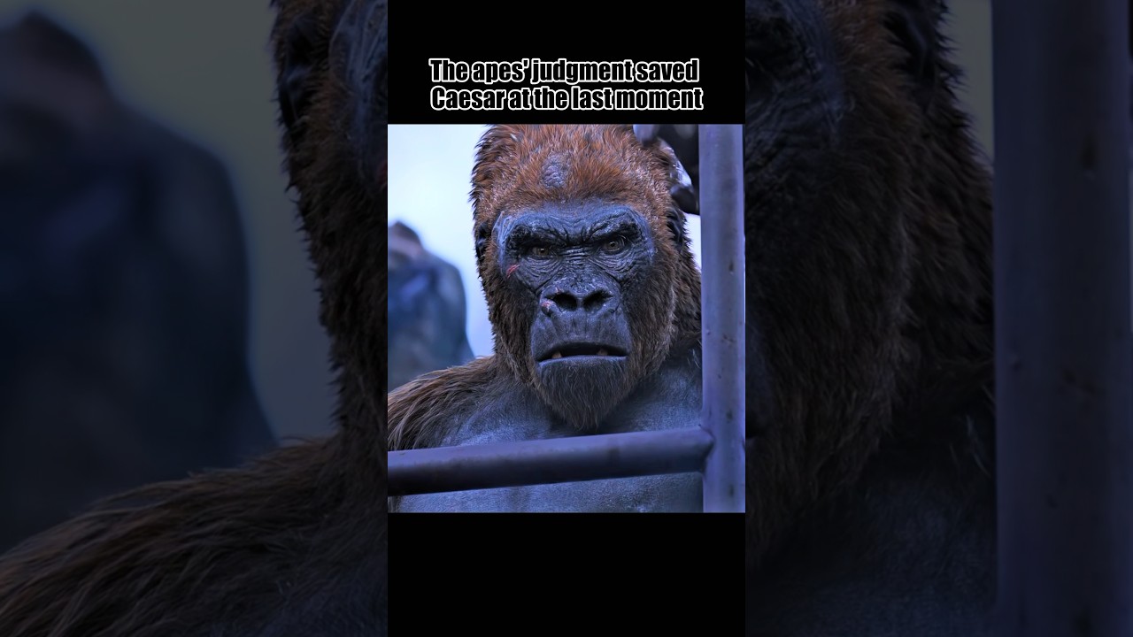 “ The ape tribe is powerful.”| Rise of the Planet of the Apes | #shorts#video#clips#caesar