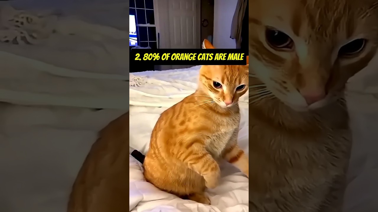 😹 Why Orange Cats Are So Chaotic 🧬🔥