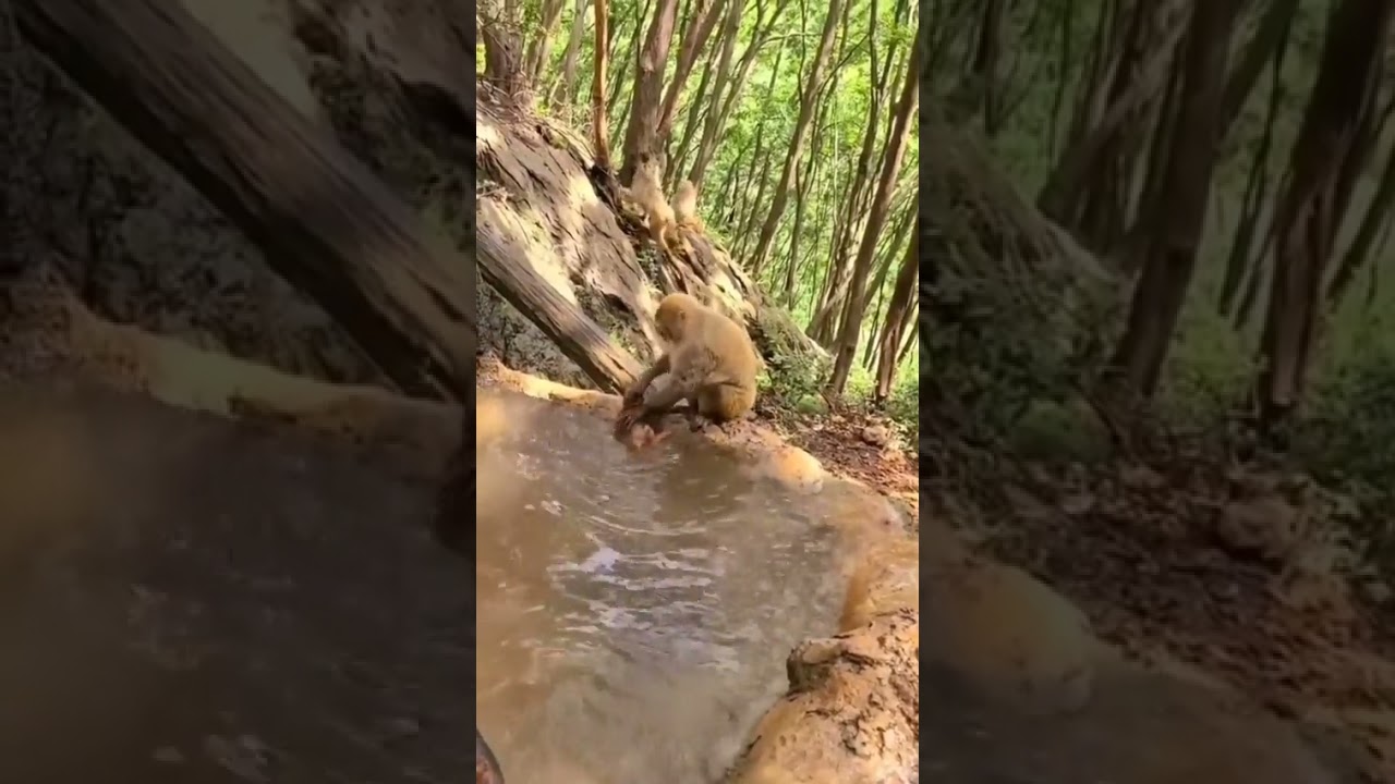 🐒 Yavrusunu banyo yaptıran anne maymun