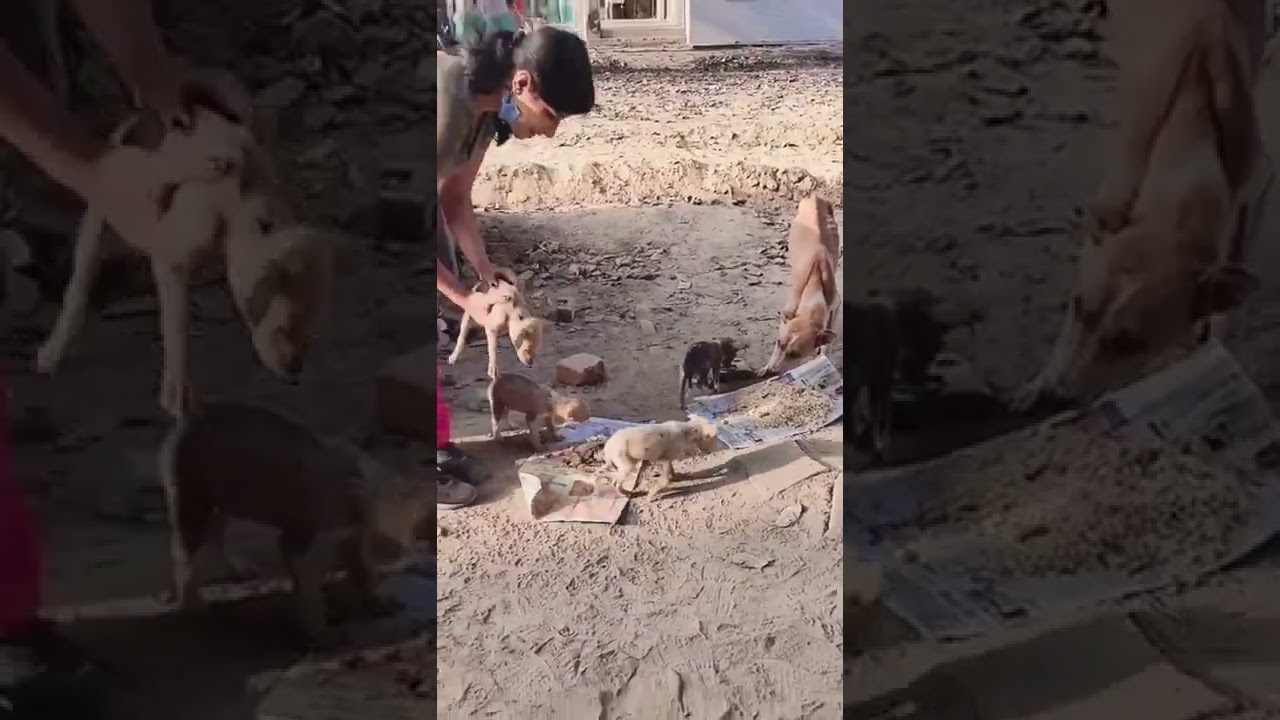 🐕🐕🐕| #zebabi #animals #animalslover #short #yshort