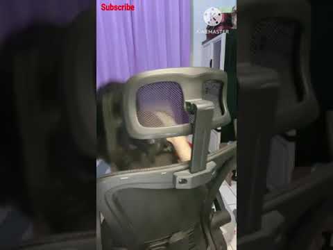 #0199 Mango Live Stream - Putri Naya | Ubur Ubur Ikan Lele, Lingerie Tempur Le