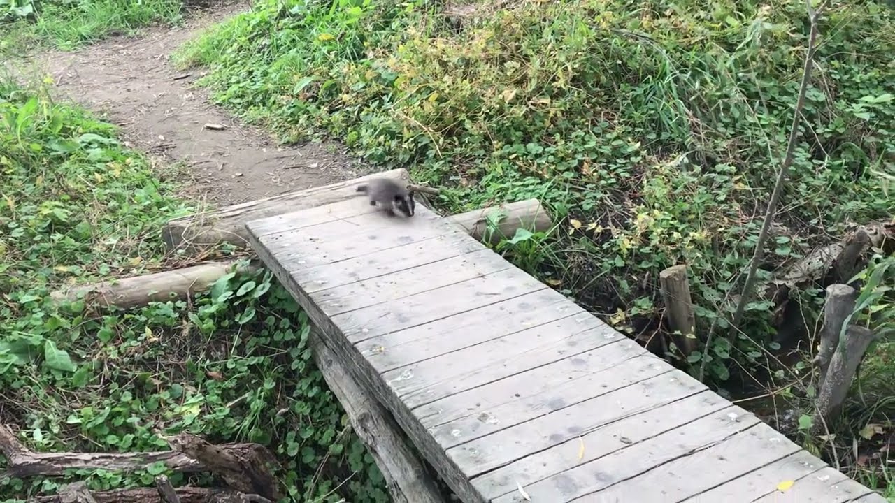 ハクビシンの赤ちゃん　必死に後を追いかける（保護して1ヶ月半）