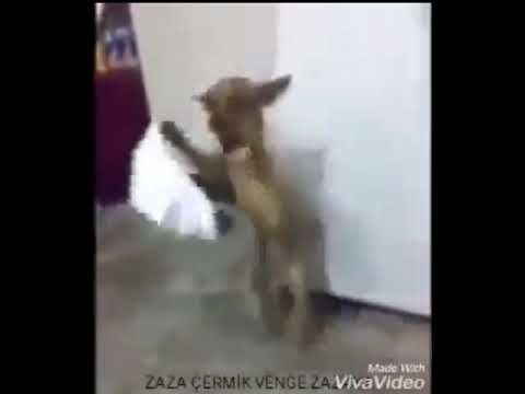 1 Saat Boyunca Halay Çeken Köpek