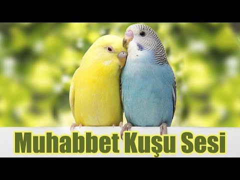 1 SAAT MUHABBET KUŞU SESİ