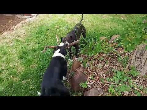 1 Stick, 2 Staffies