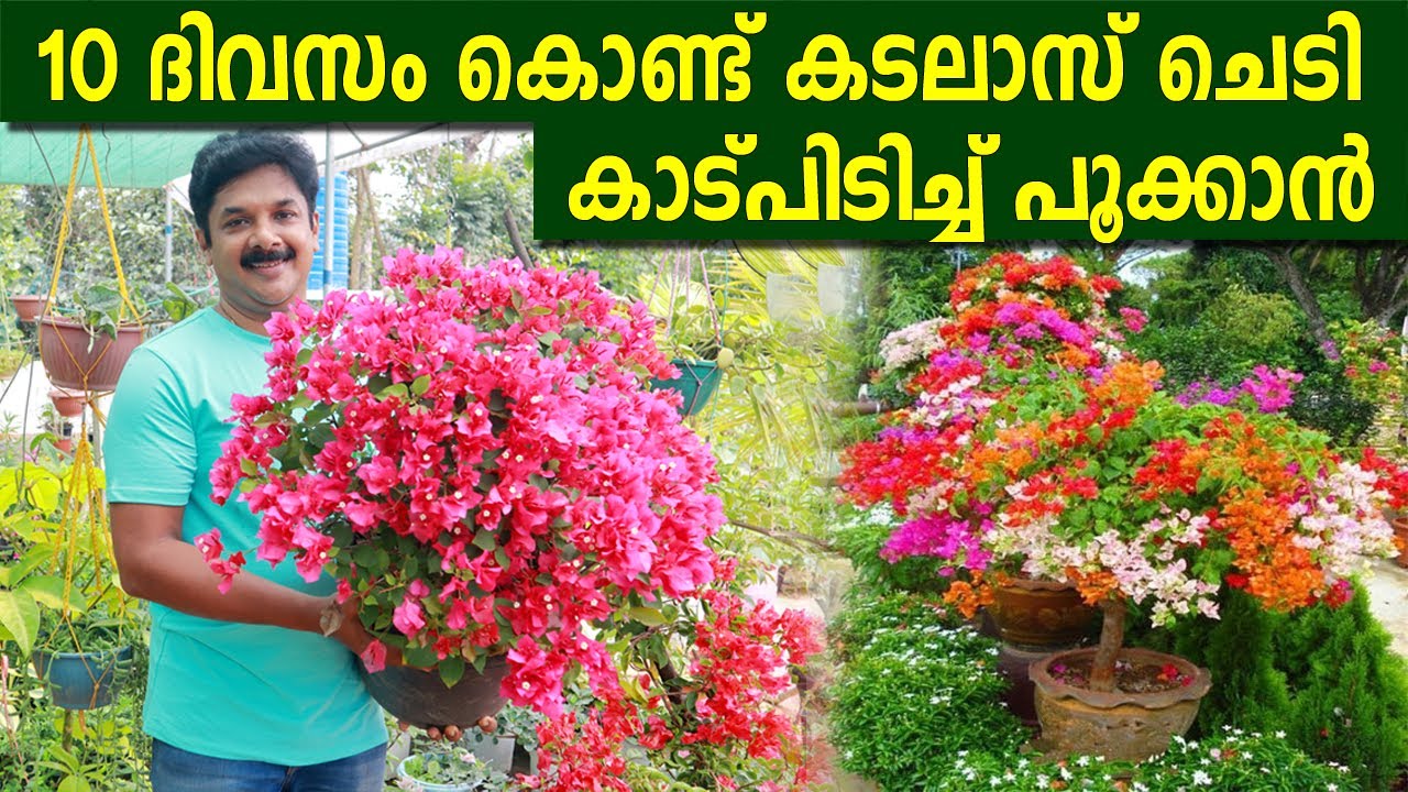 10 ദിവസം കൊണ്ട് കടലാസ് ചെടി കുലകുത്തി പൂക്കാൻ ഇങ്ങനെ ചെയ്‌താൽ മതി | Bougainvillea Plant Care tips