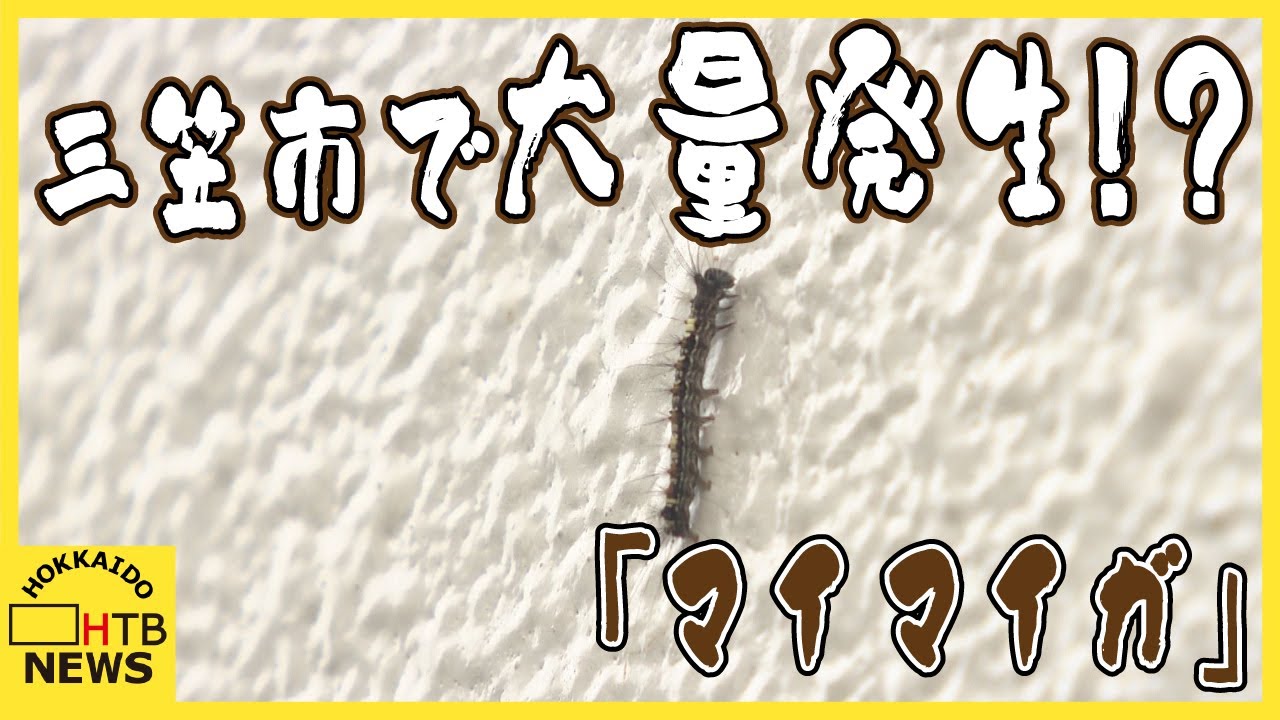 10年に一度の悪夢再び？三笠市であの幼虫が大量発生！道民襲う過去の災い再び　専門家「素手で触らないで」
