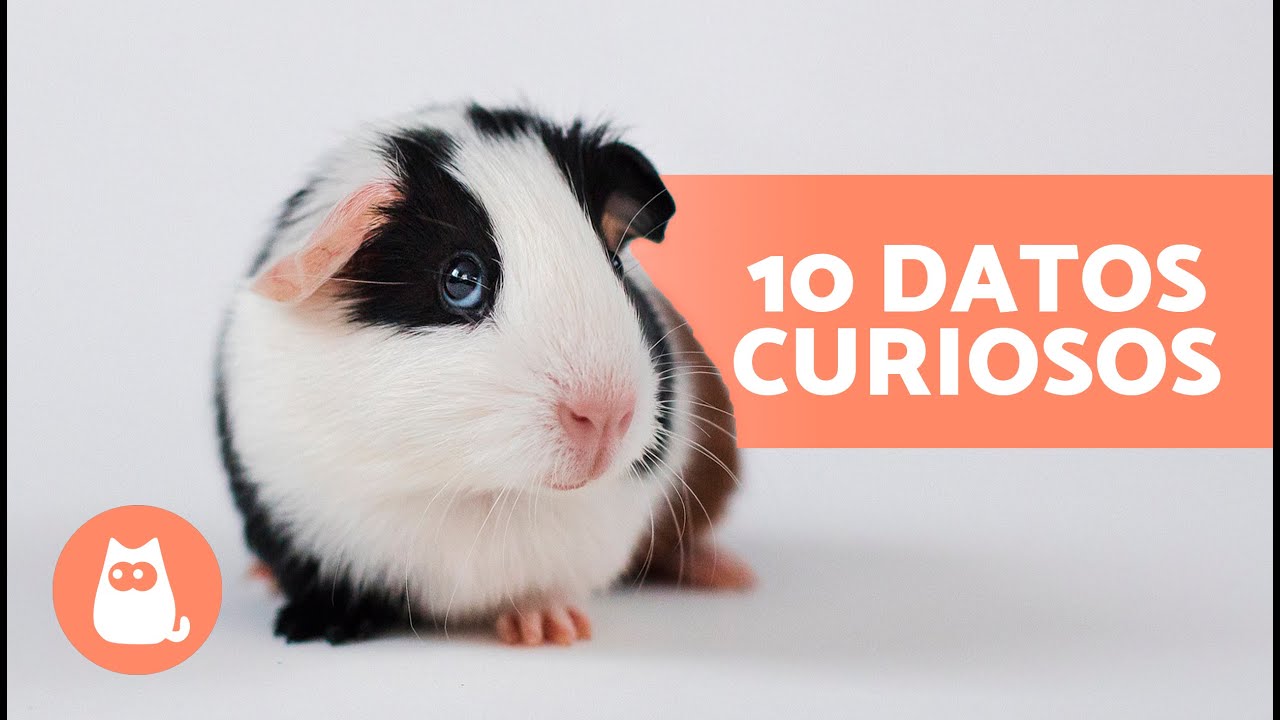 10 CURIOSIDADES sobre las COBAYAS 🐹 ¡Te sorprenderán!