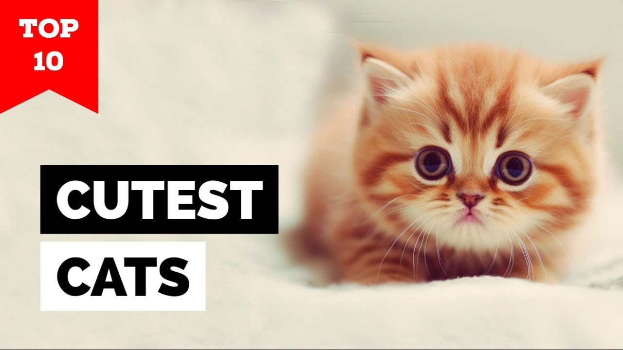 10 CUTEST CAT BREEDS IN THE WORLD