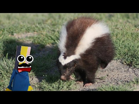 10 Datos Interesantes sobre El Chingue o Zorrillo Chileno con Pepito