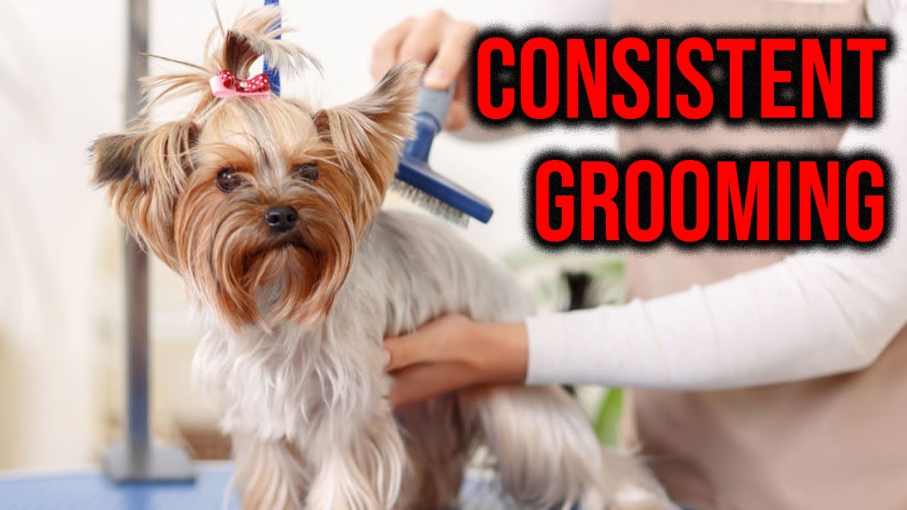 10 Dog Breeds That Needs Consistent Grooming