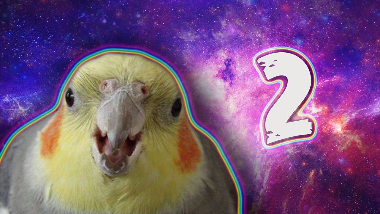 10 MIN OF DANK BIRB MEMES #2
