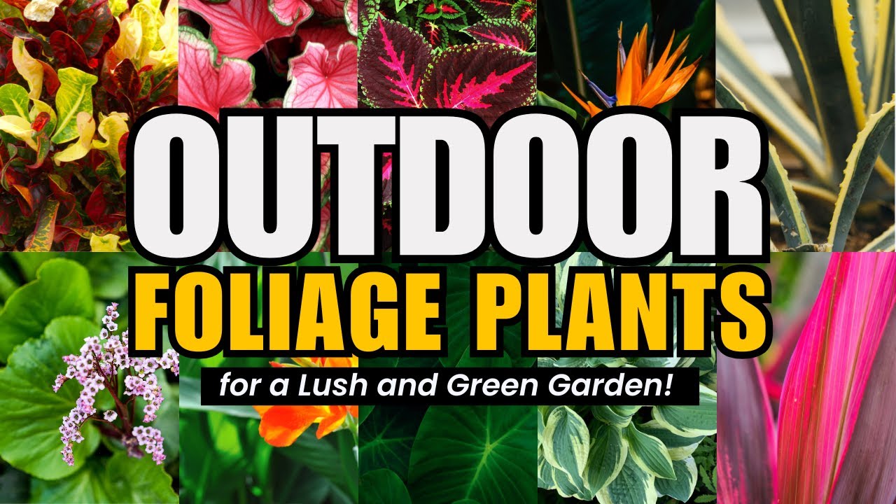 10 Outdoor Foliage Plants That Will Make Your Garden Lush & Vibrant! 🌿✨