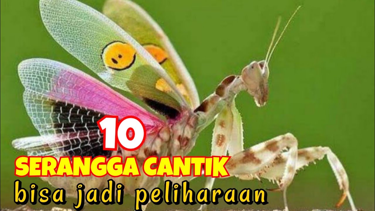 10 Serangga cantik yang memiliki warna indah-bisa di jadikan hewan peliharaan