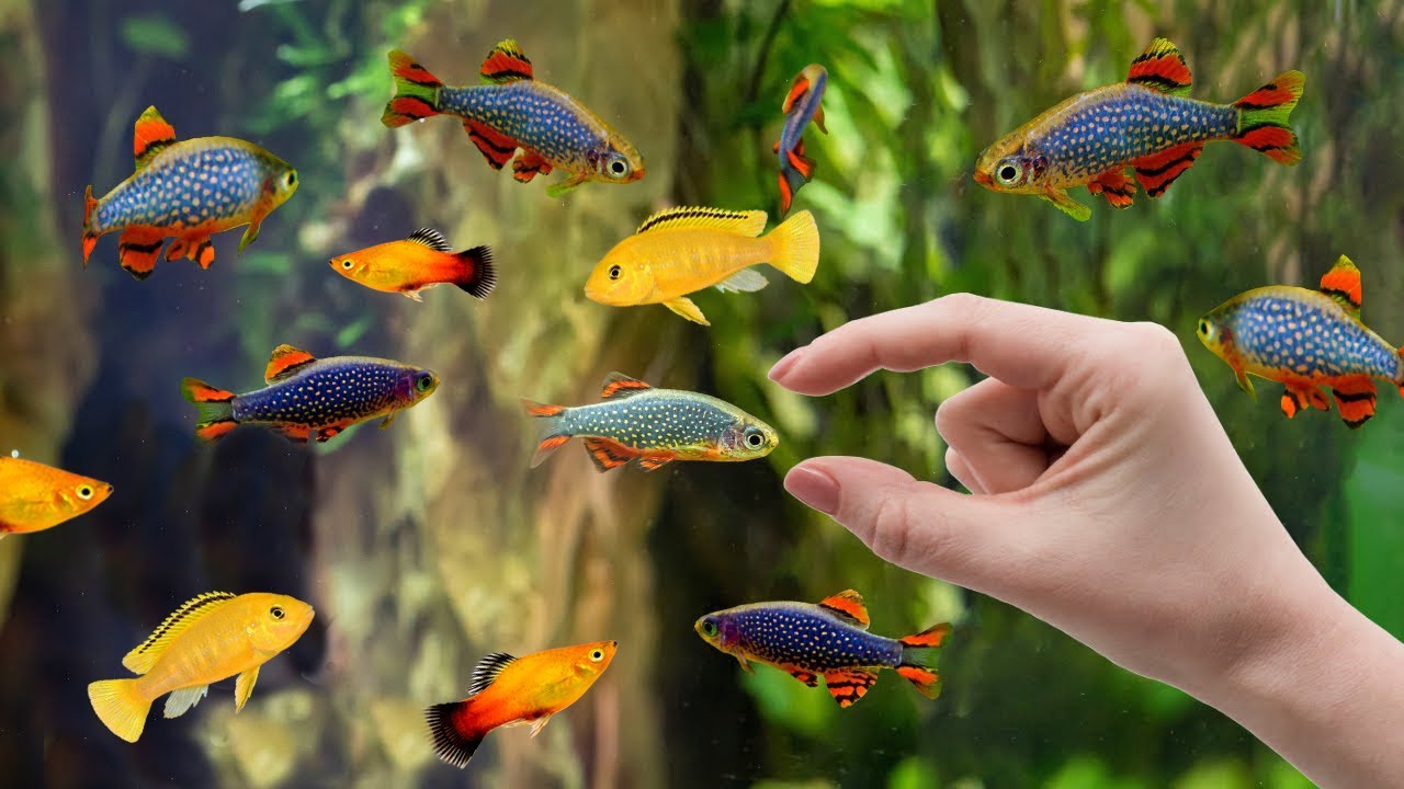 10 types of small freshwater ornamental fish for aquariums