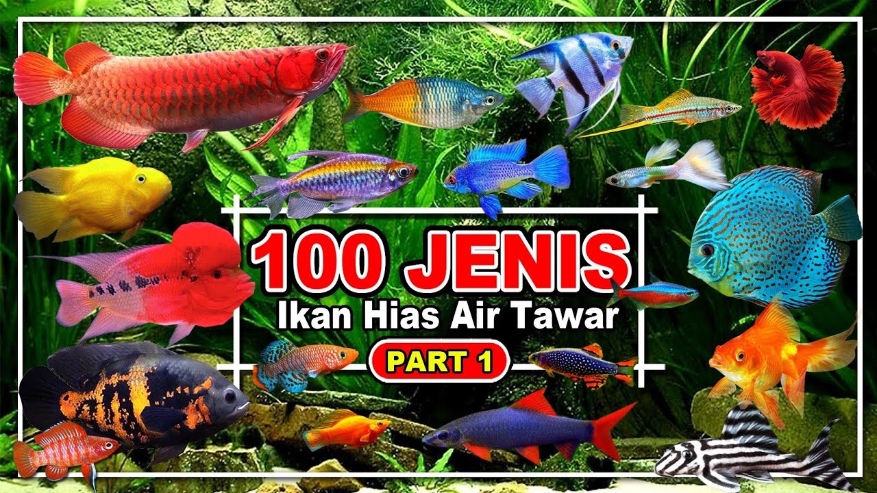 100 JENIS IKAN HIAS AIR TAWAR AQUARIUM