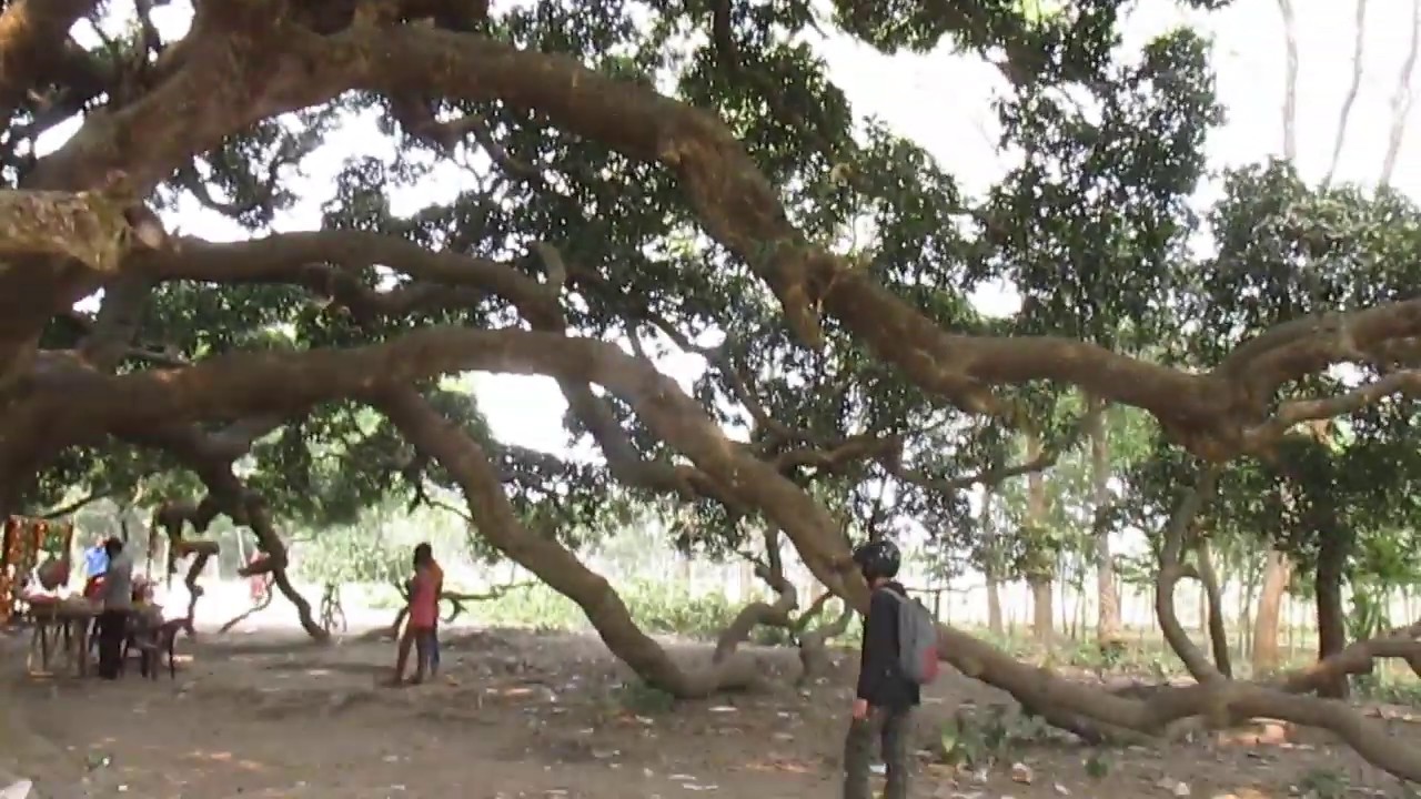100 Years Old Mango Tree at Faridpur 2018