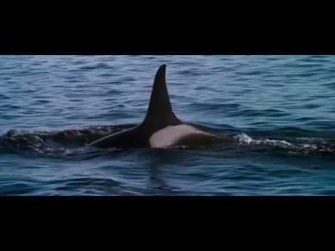 11 (1/2). End Credits (part 1/2) (Free Willy / 1993) Soundtrack